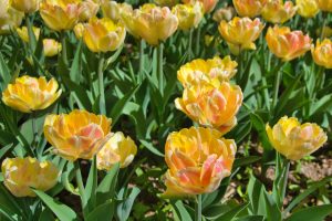 DSC_0024-scaled