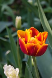 DSC_0039-scaled