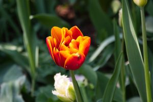 DSC_0042-scaled