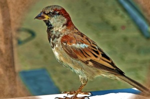 Female-Sparrow-a