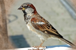 Female-Sparrow