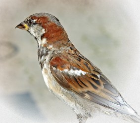 Sparrow-portrait-1