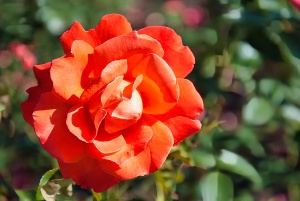 Botanic-Garden-Tallinn-025