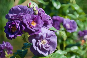 Botanic-Garden-Tallinn-026